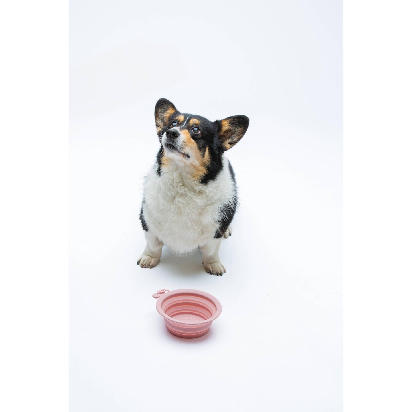 White Smoke United Pets 750 ml Faltbarer Napf Rosa