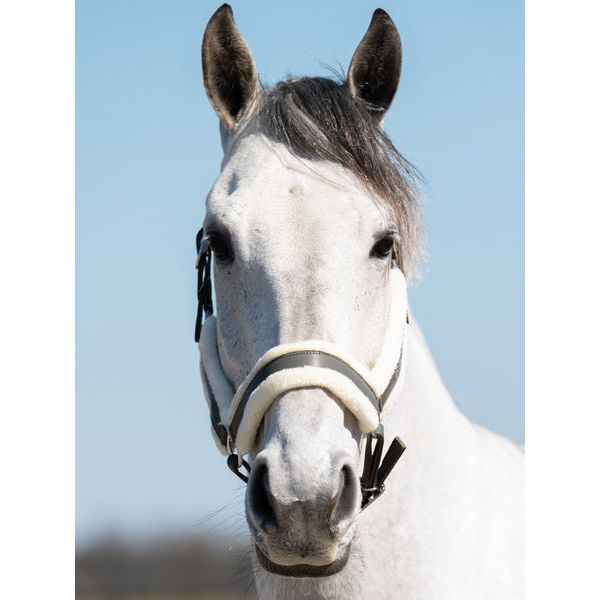 Light Steel Blue PS of Sweden Premium Fluffy Halfter