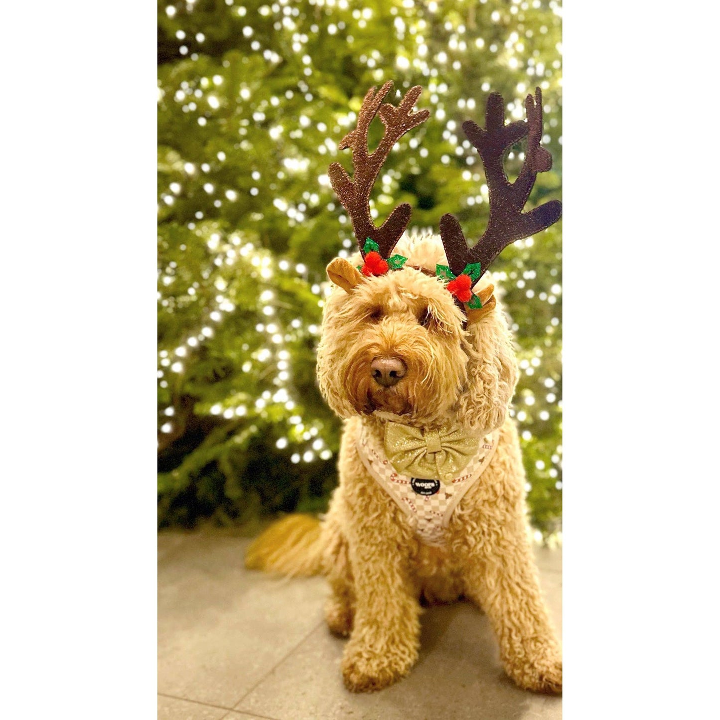 Geschirr – Jolly Woofs Kollektion