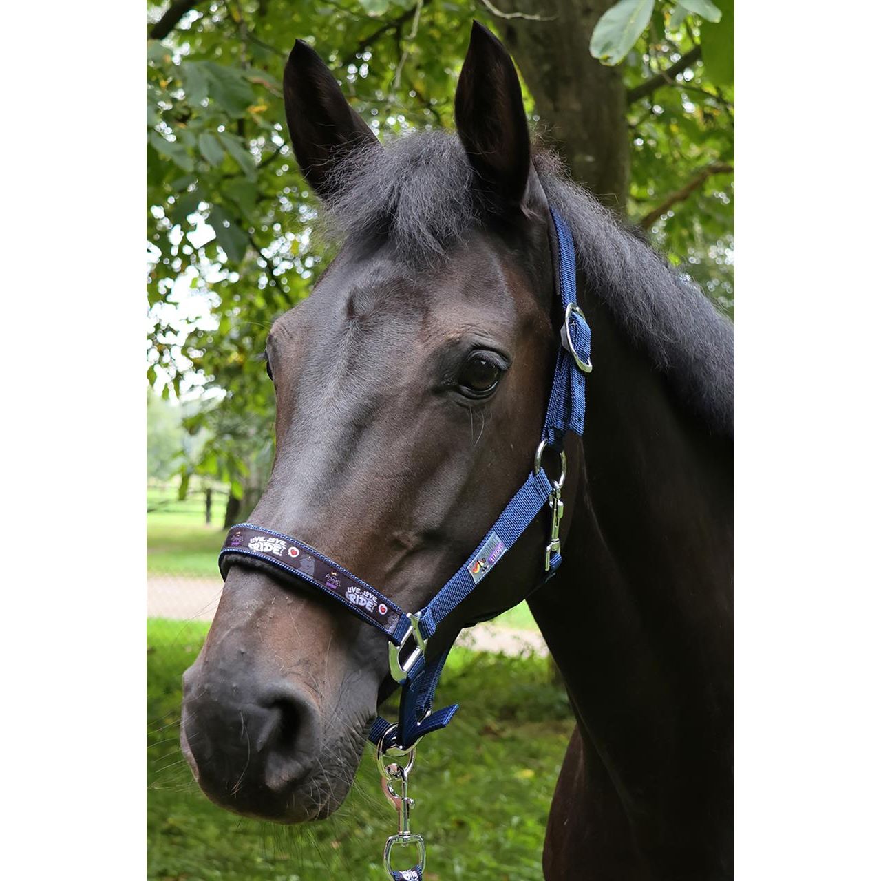 Dark Slate Gray EQuest Pummel Halfter Uno Plus | Live Love Ride