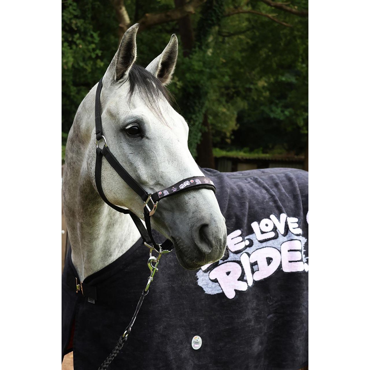 Black EQuest Pummel Halfter Uno Plus | Live Love Ride