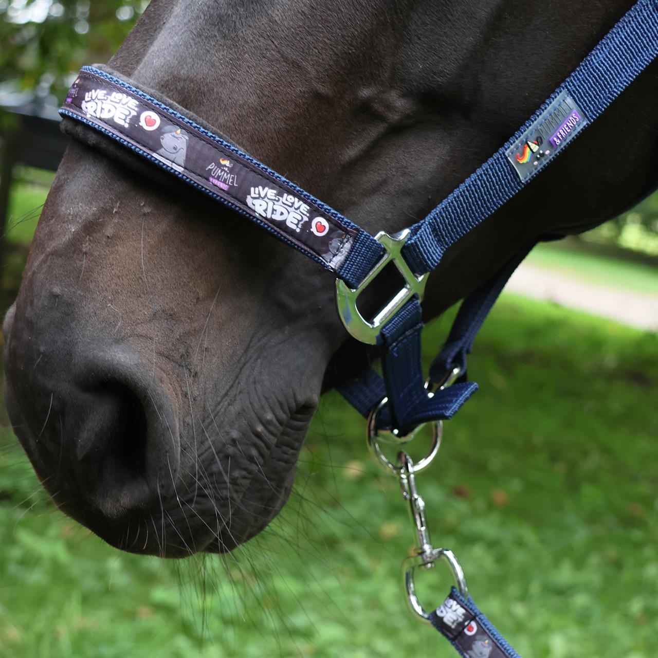 Dark Slate Gray EQuest Pummel Halfter Uno Plus | Live Love Ride