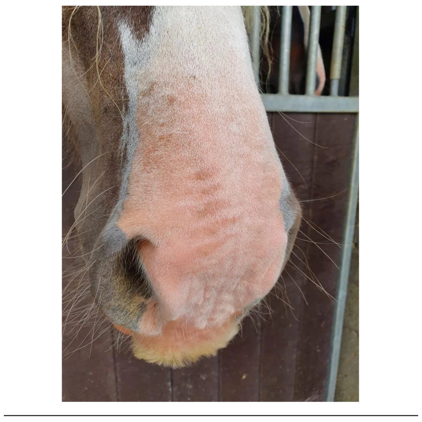Excellent Horse Sonnencreme LSF 30 150 g