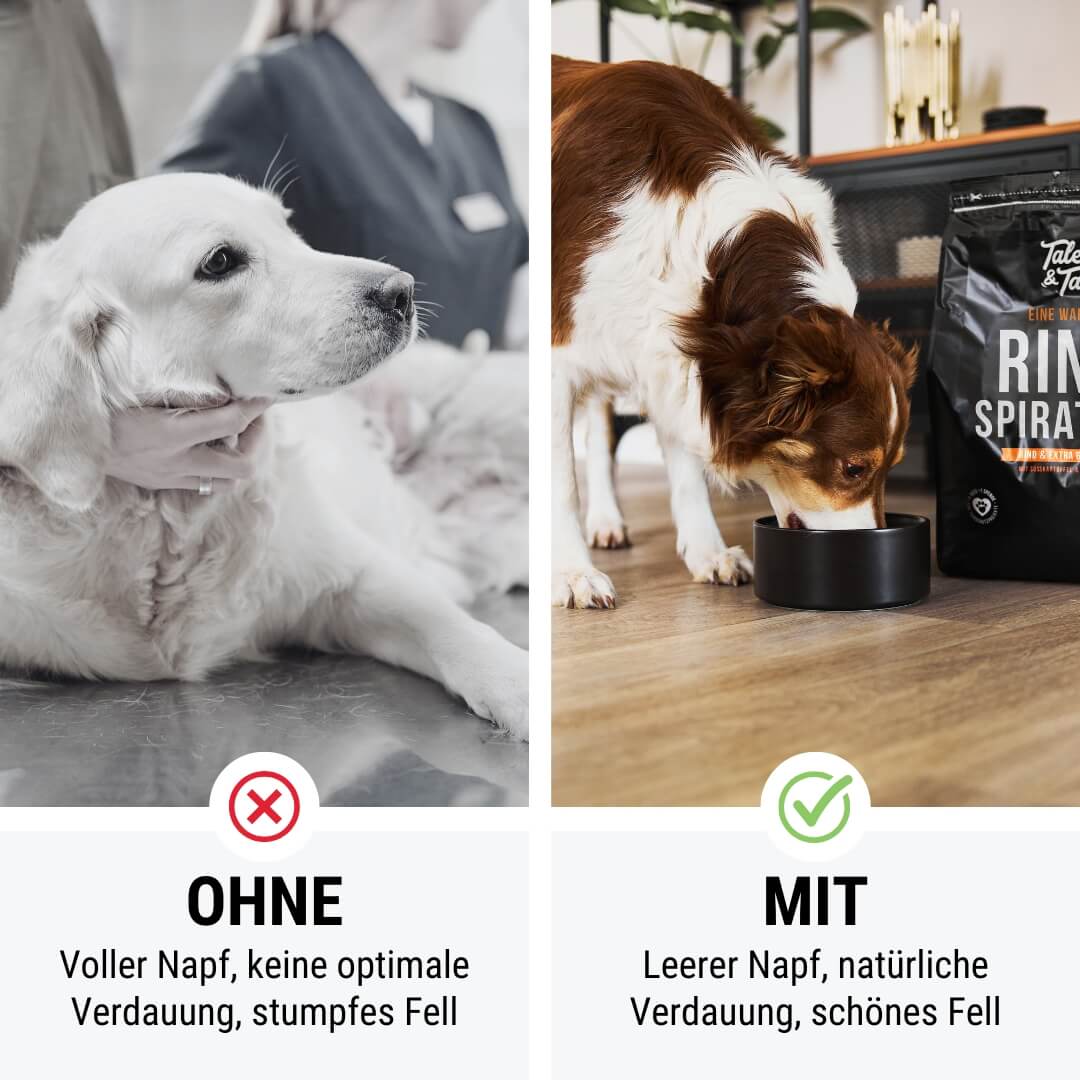 Tales & Tails Eine wahre Rindspiration