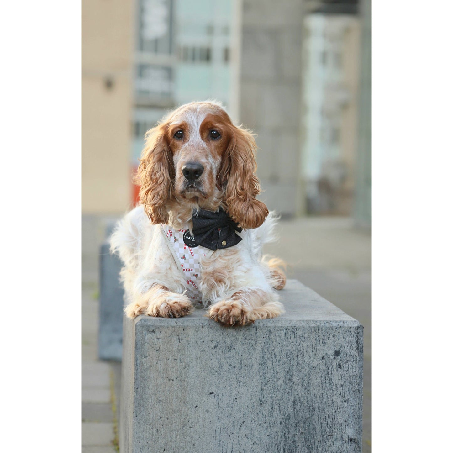 Geschirr – Jolly Woofs Kollektion