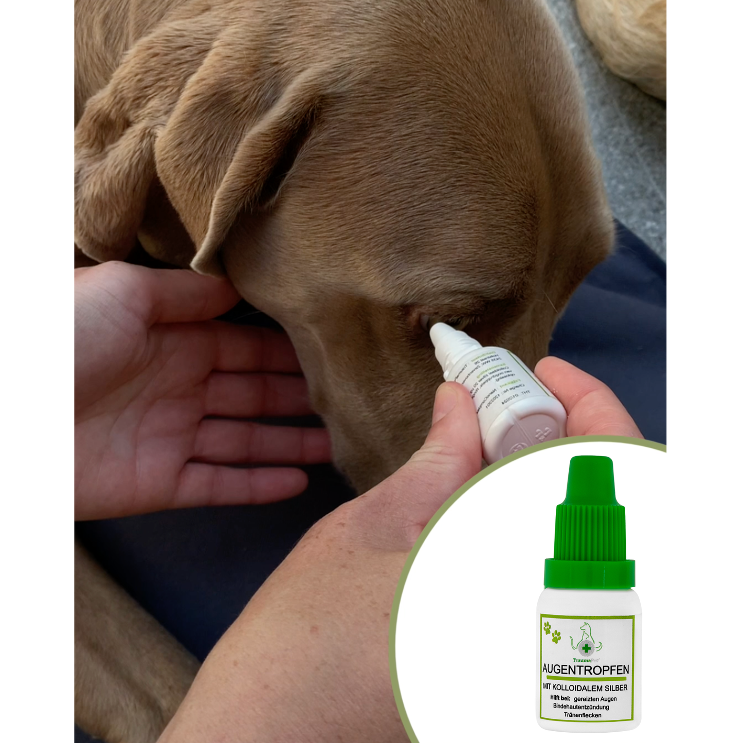 TraumaPet Augentropfen