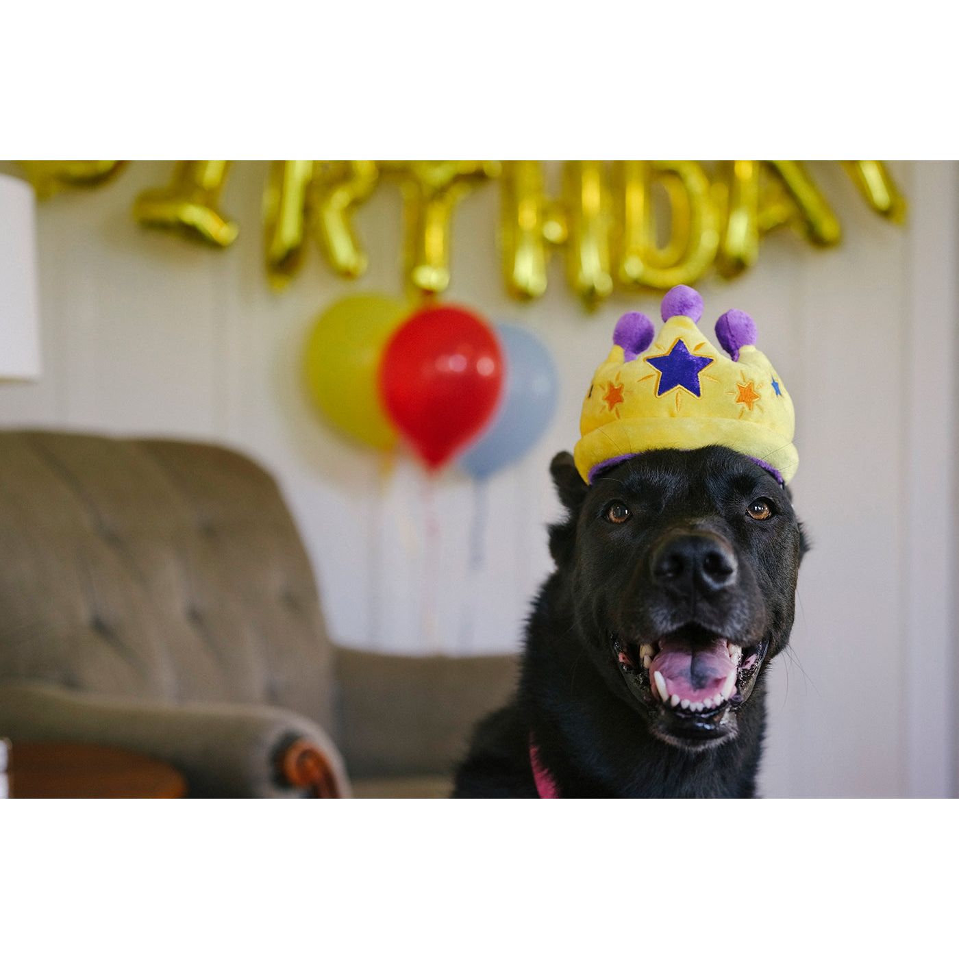 P.L.A.Y. Partyzeit Hundekrone