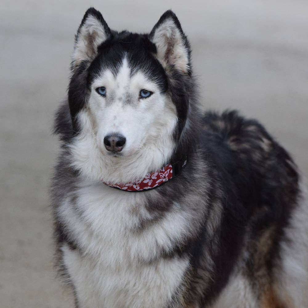 Bobby Hundehalsband Mono