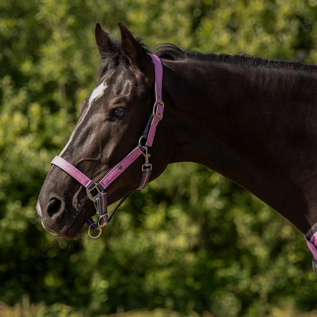 QHP Halfter-Set mit Turnout Collection