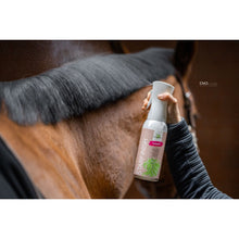 Dark Slate Gray Bense & Eicke StarFinish *parfümfrei* 500 ml