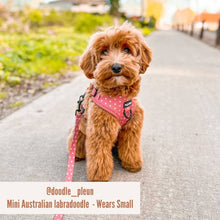 Hundegeschirr Love Is In The Air