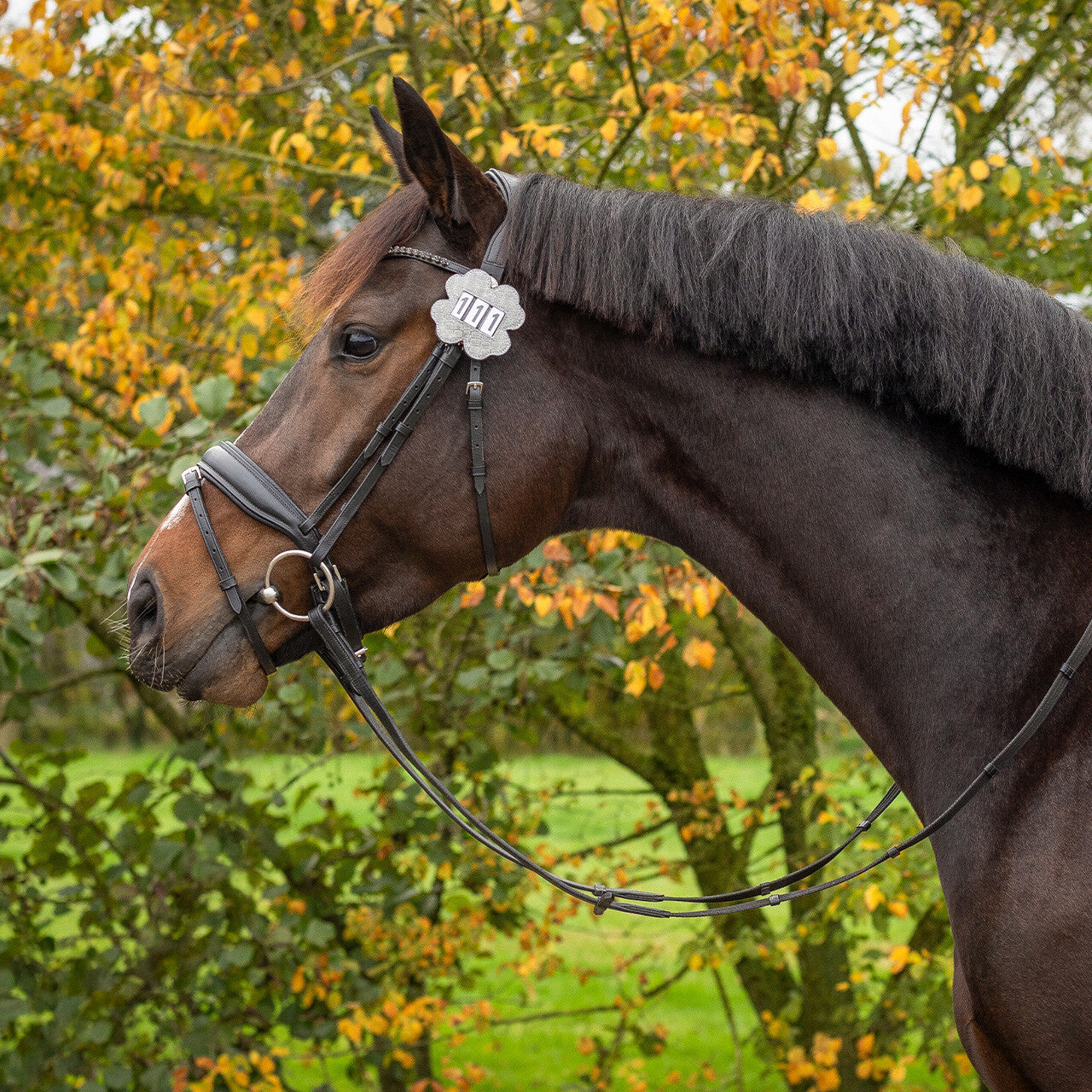 QHP Nummernhalter Clover