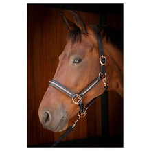 Black Harry's Horse Lederhalfter Metallic