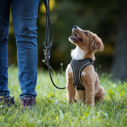 Air Vest Dog Harness - Matrix 2.0 Stone