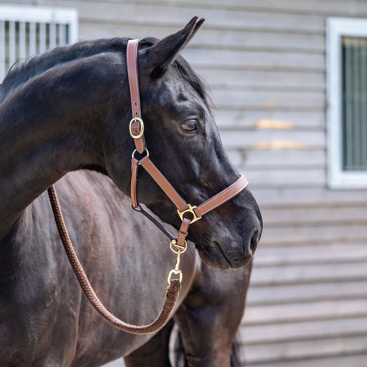 Dark Gray EQUEST® Lederhalfter Inscribe