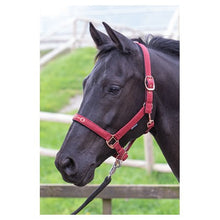 Gray Harry's Horse Halfter Bit