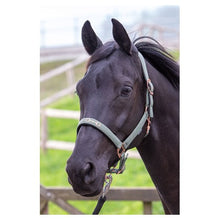 Dark Slate Gray Harry's Horse Halfter Bit