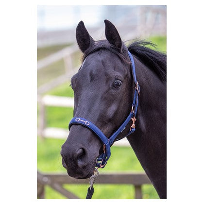 Dark Slate Gray Harry's Horse Halfter Bit
