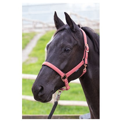 Gray Harry's Horse Halfter Bit