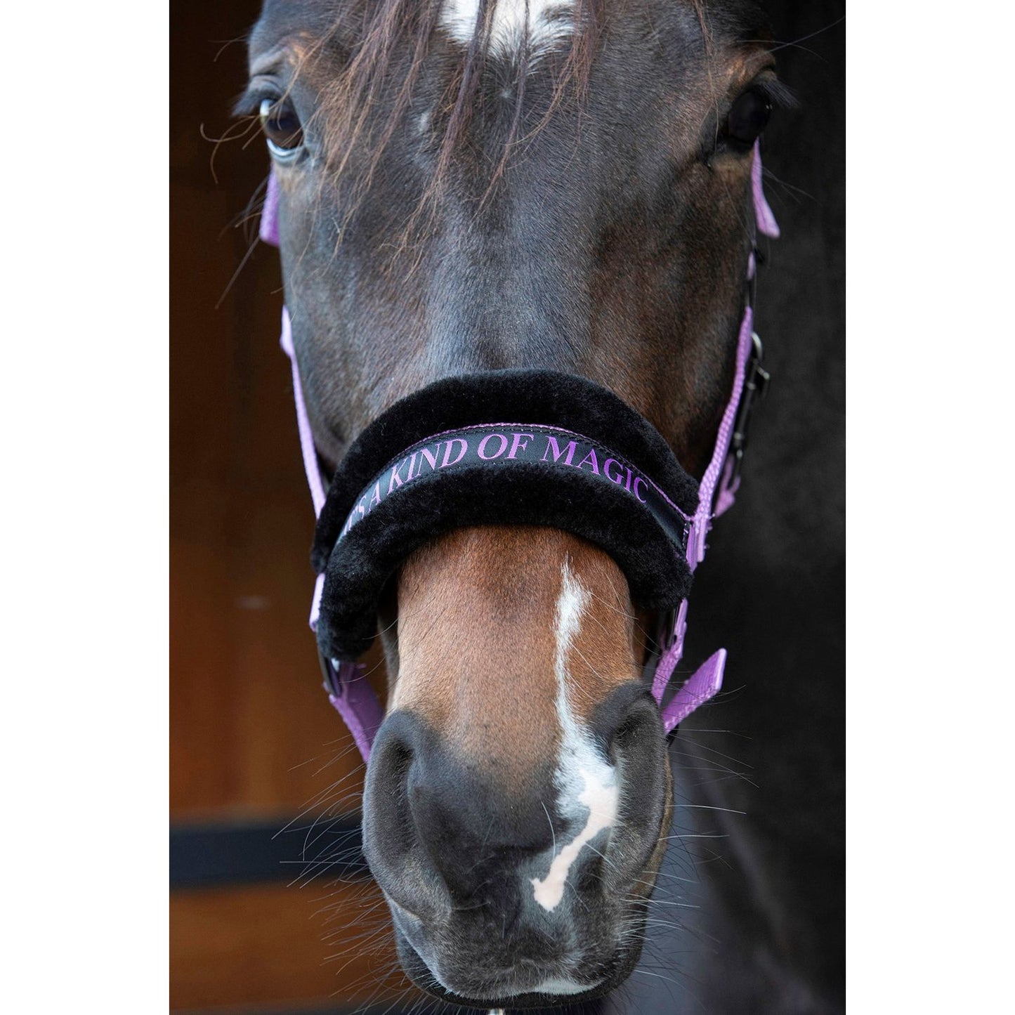 Harry's Horse Halfter Lyrics Quotes