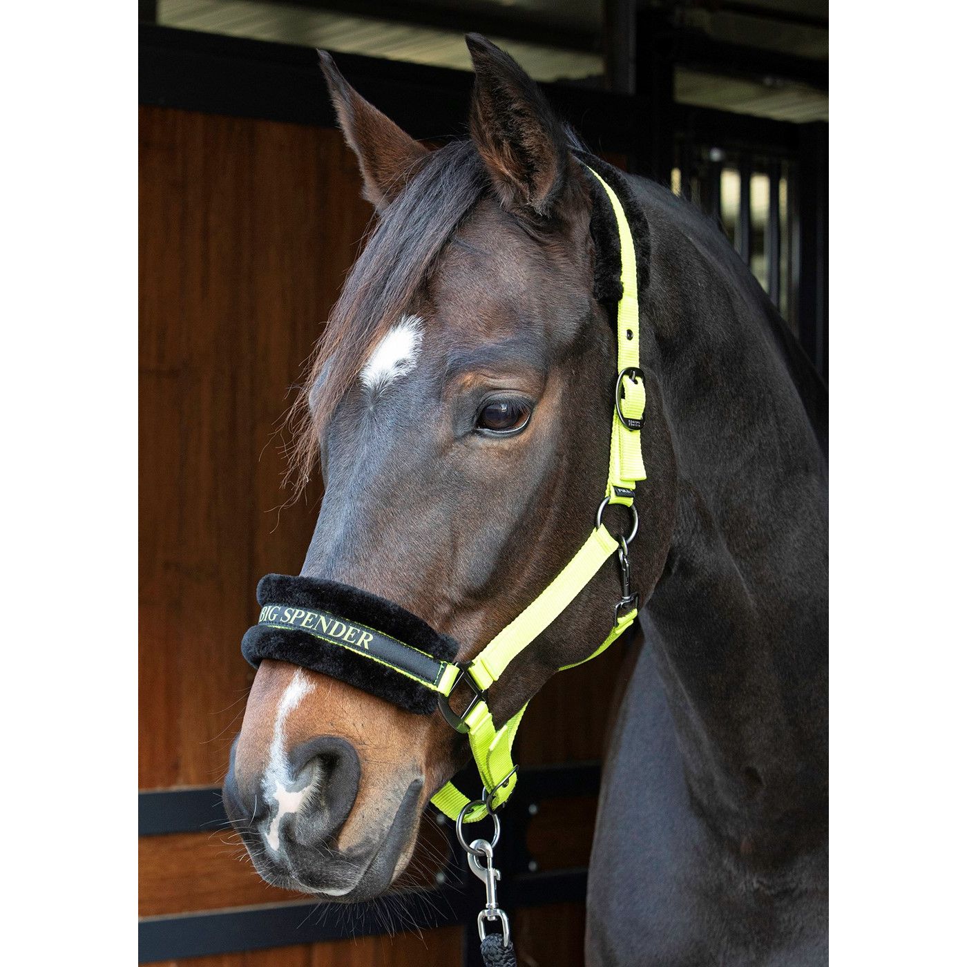 Harry's Horse Halfter Lyrics Quotes