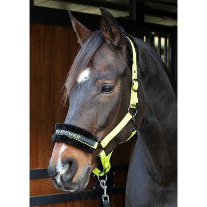 Harry's Horse Halfter Lyrics Quotes