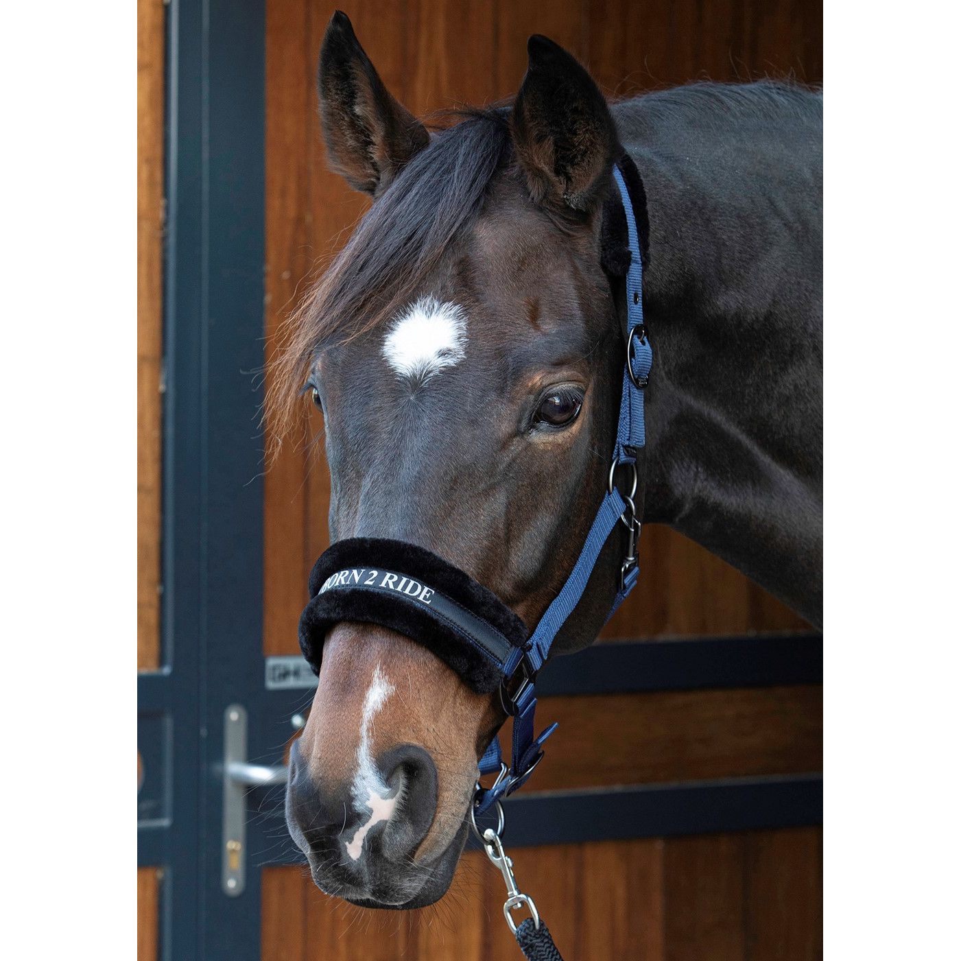 Harry's Horse Halfter Lyrics Quotes