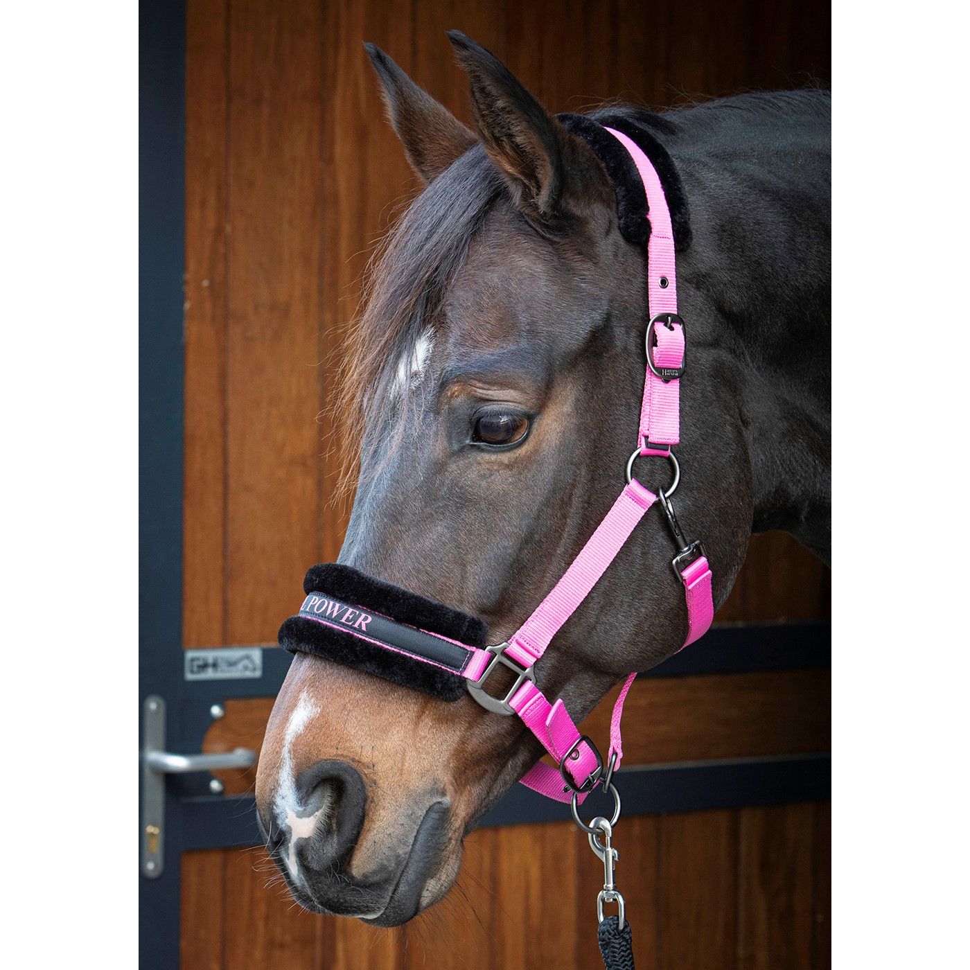 Harry's Horse Halfter Lyrics Quotes