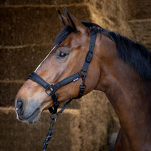 Harry's Horse Halfterset Black Edition