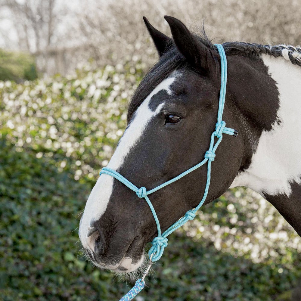 Dark Slate Gray Harry’s Horse Knotenhalfter