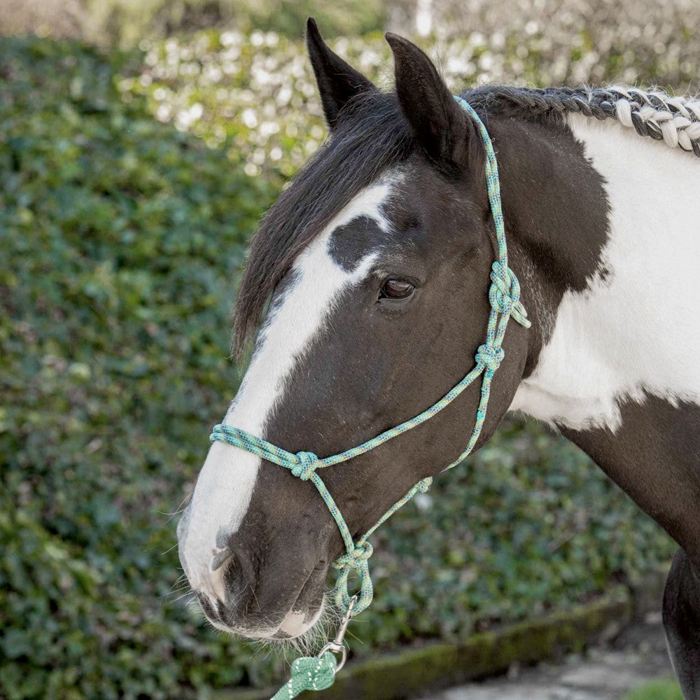 Dark Slate Gray Harry’s Horse Knotenhalfter