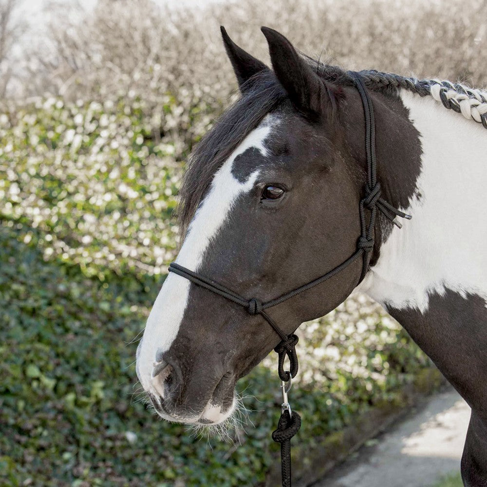 Dark Slate Gray Harry’s Horse Knotenhalfter
