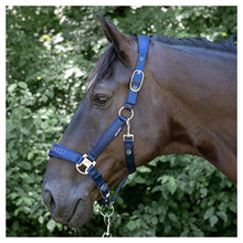 Harry's Horse Halfterset Denici Cavalli Purple Passion Satin SS26