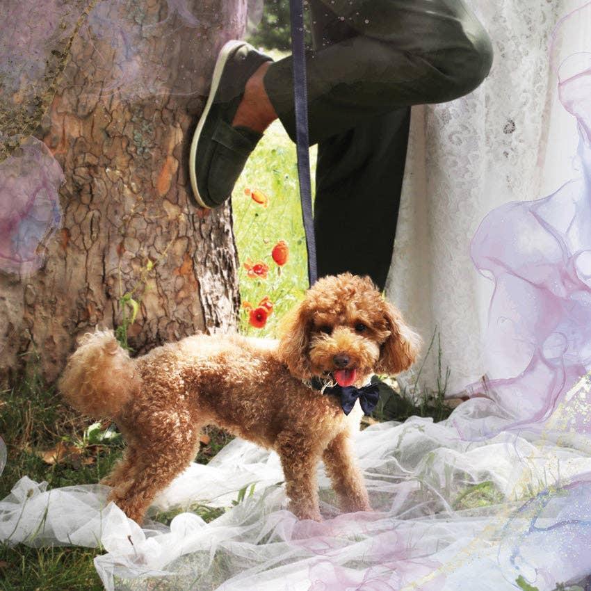 Croci Hundehalsband Ceremony - Bow Tie