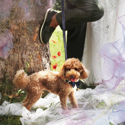 Croci Hundehalsband Ceremony - Bow Tie