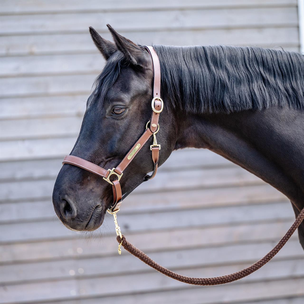 Gray EQUEST® Lederhalfter Inscribe