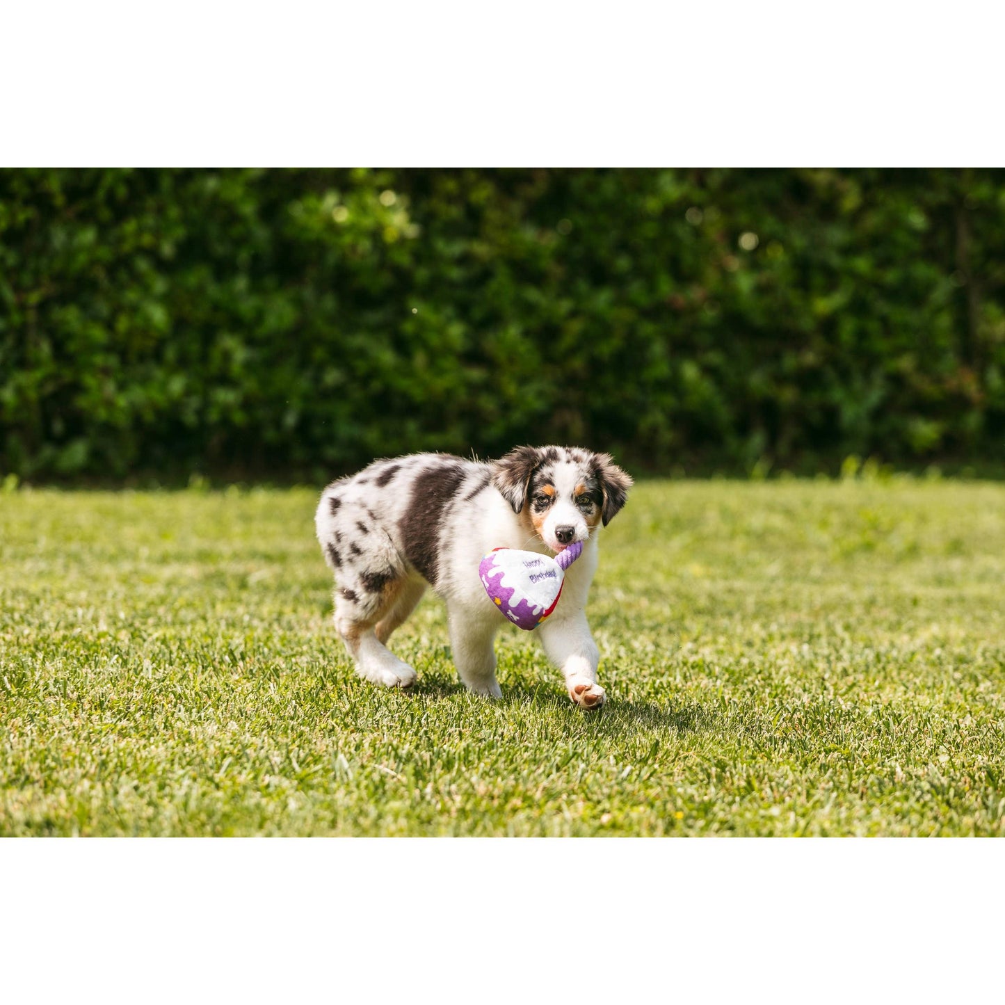 Croci Hundespielzeug Torte „Happy Birthday“