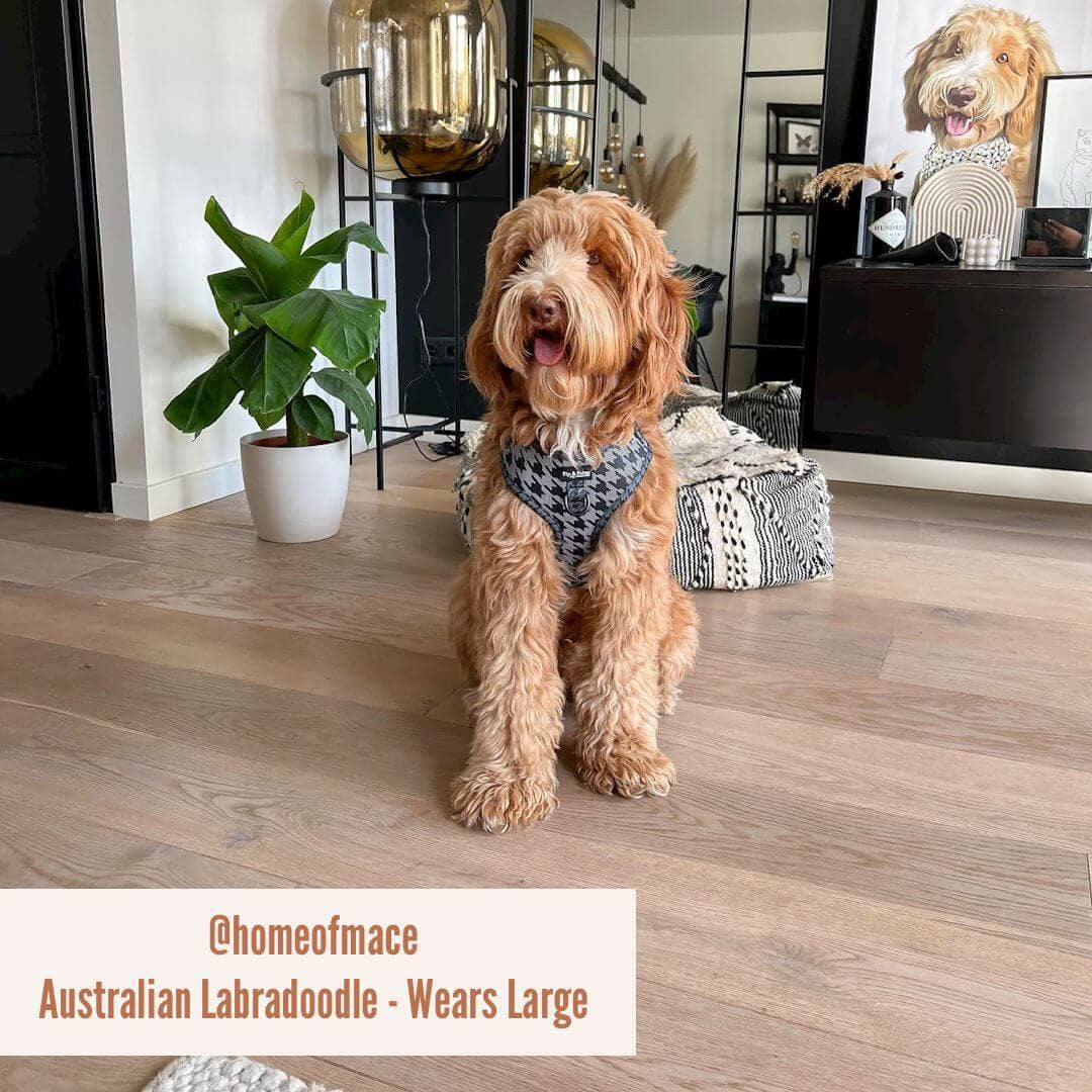 Hundegeschirr Dark Dogstooth