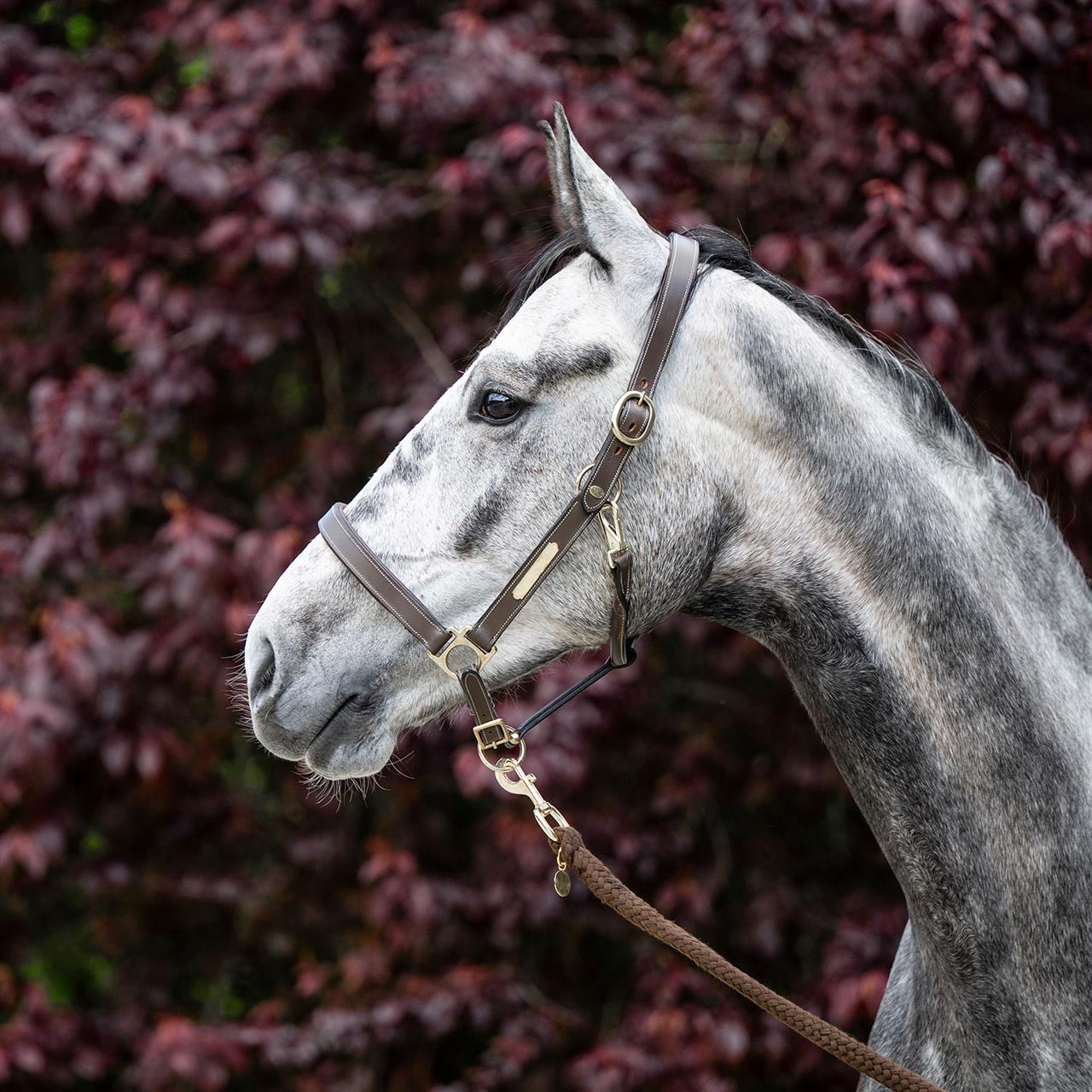 Dark Slate Gray EQUEST® Lederhalfter Inscribe