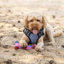 QHP Hundespielzeug Collection SS26