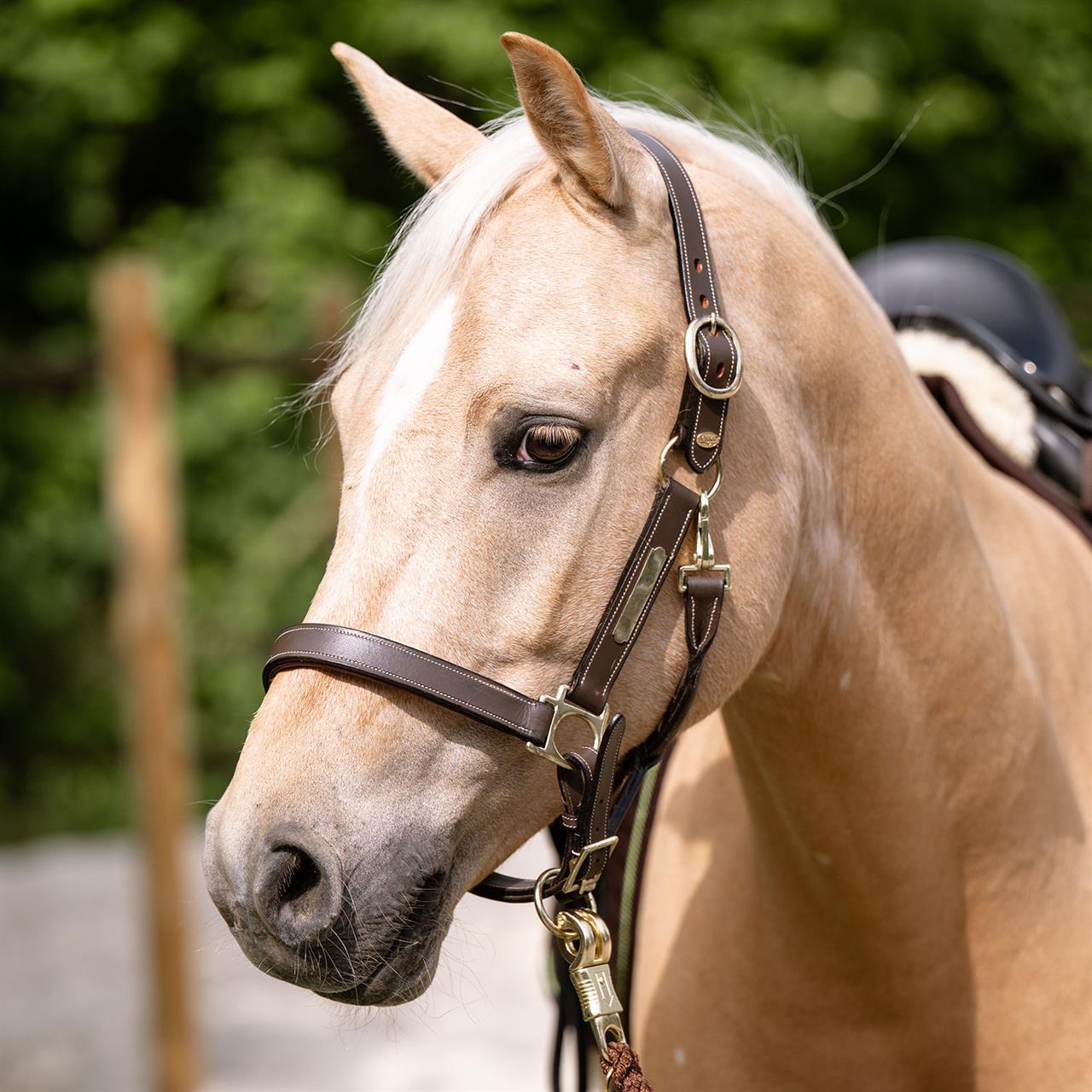 Dim Gray EQUEST® Lederhalfter Inscribe