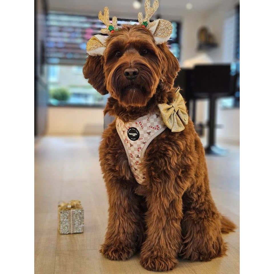 Geschirr – Jolly Woofs Kollektion