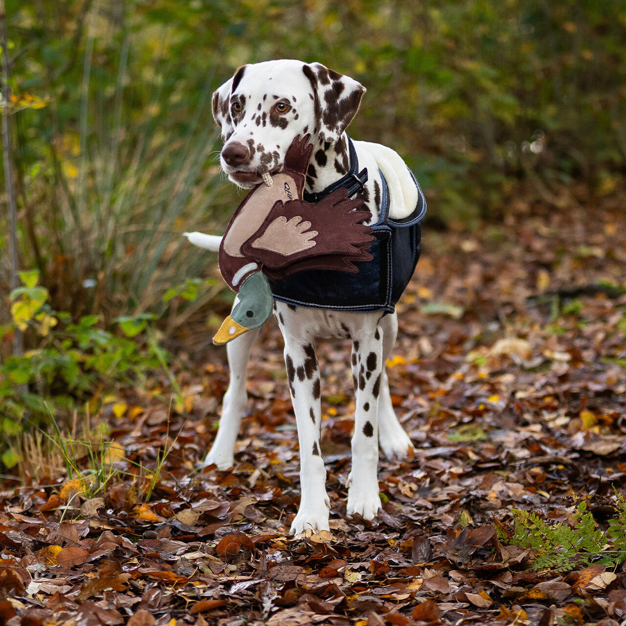 QHP Hundespielzeug Ente WS26