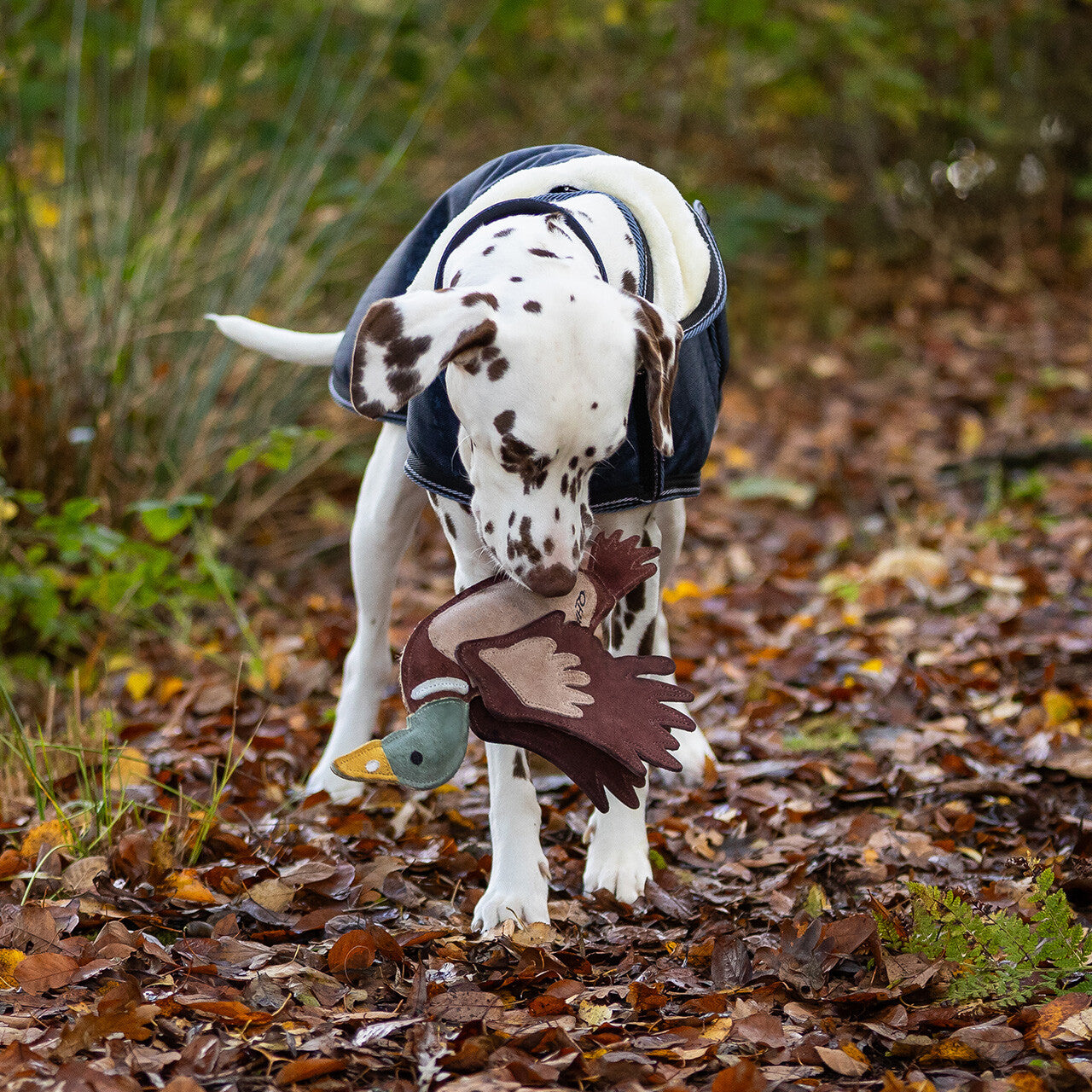 QHP Hundespielzeug Ente WS26