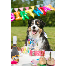Croci Hundehalstuch „Birthday Party“