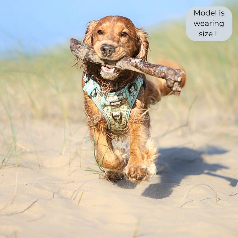 PawStory Trail Buddy Harnass - Bärenumarmungen