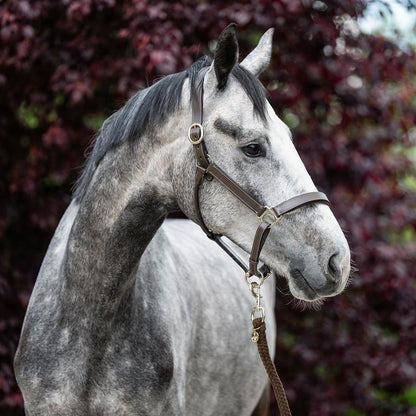 Dark Slate Gray EQUEST® Lederhalfter Inscribe