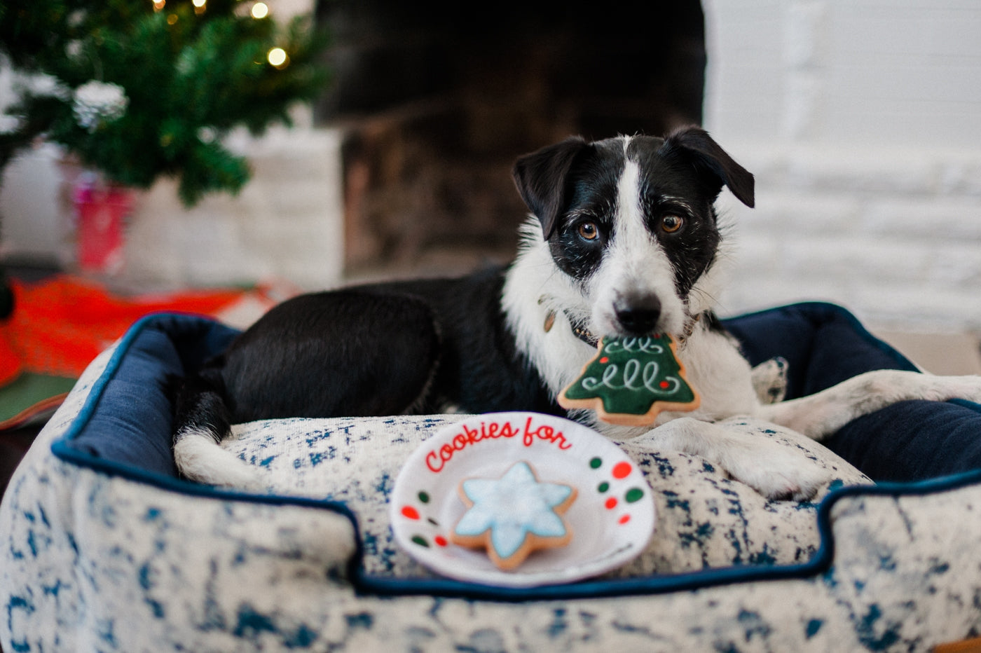 P.L.A.Y. Fröhliche Woofmas Weihnachtsabendkekse