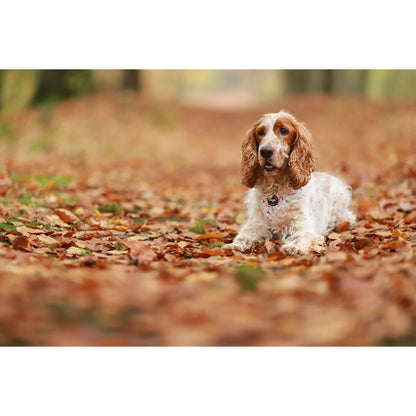 Geschirr – Jolly Woofs Kollektion