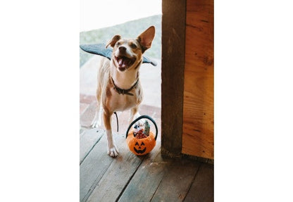 P.L.A.Y. Howl-O-Ween Leckerli-Korb